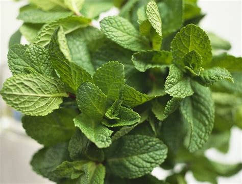 Coriander leaves and stems are important components of Thai cooking because they are the root of many soups. . Asian mint